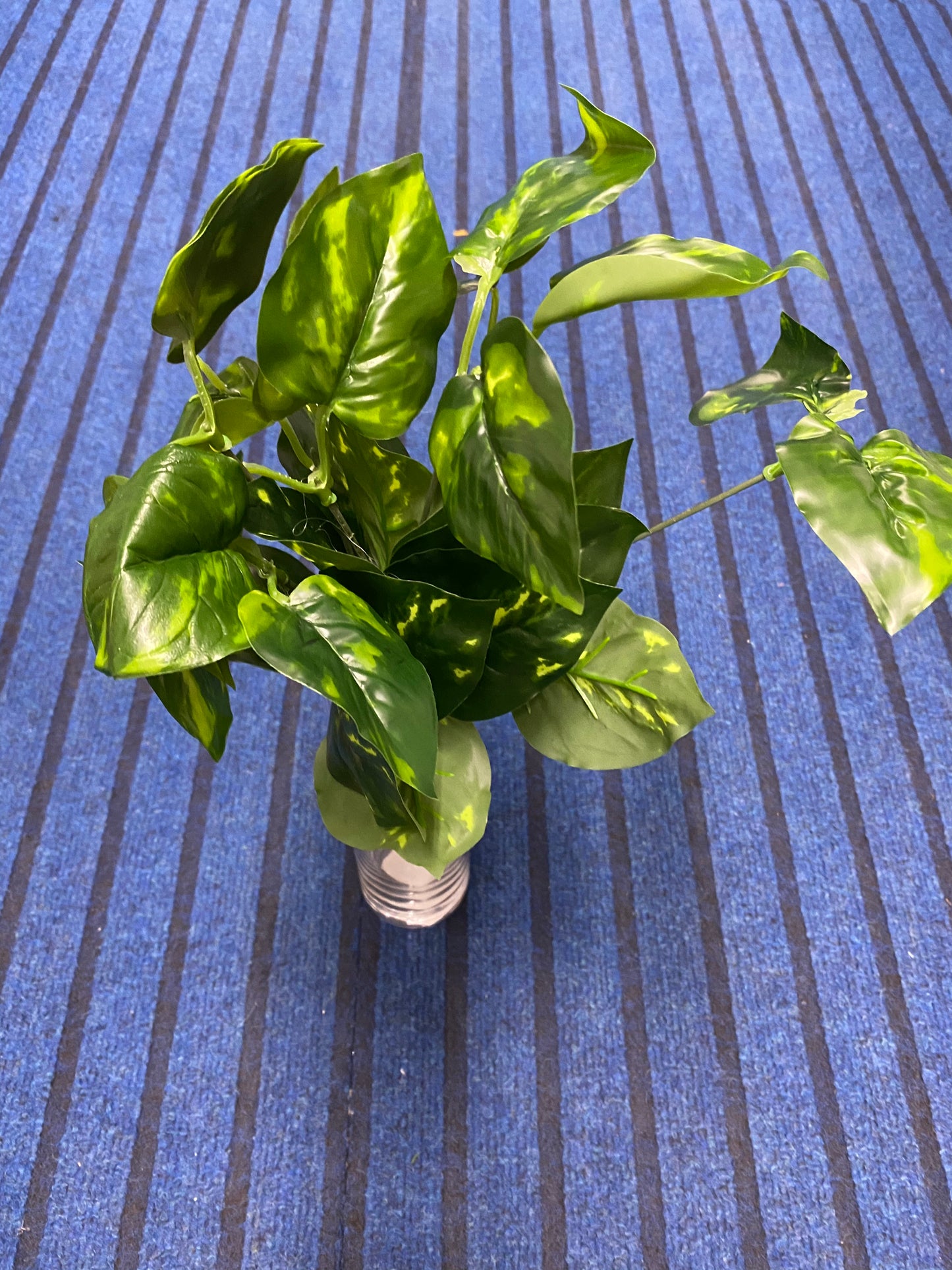 Green Leaves. 7004