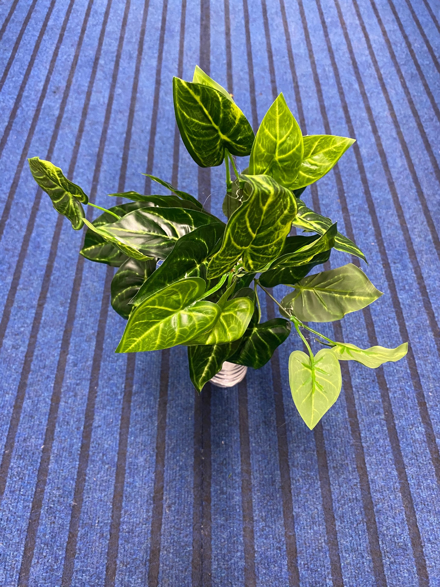 Green Leaves. 7004