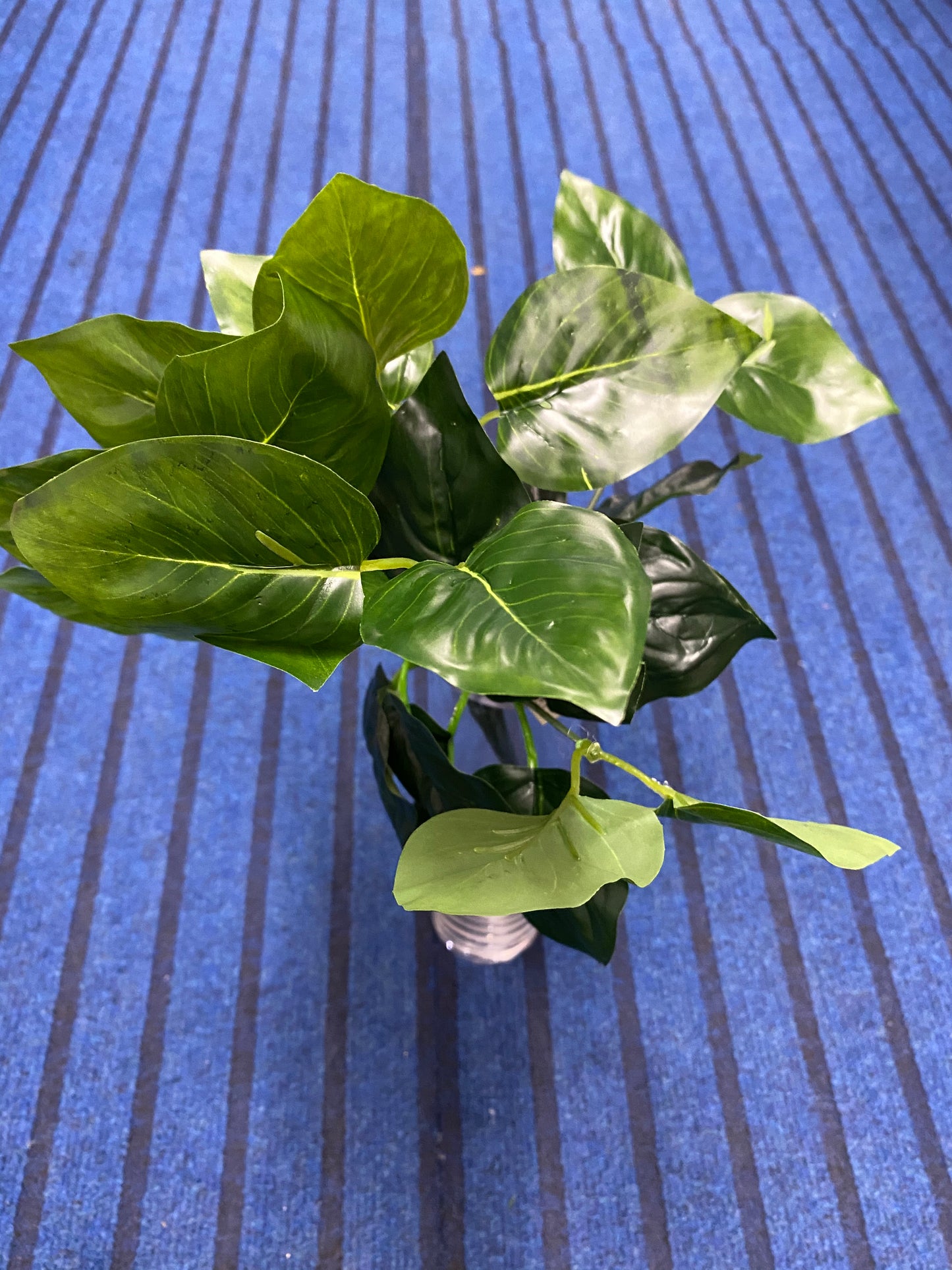 Green Leaves. 7004